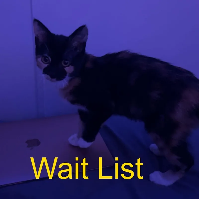 A young small-sized female Calico American Shorthair cat named Willow for adoption in Livingston, TX