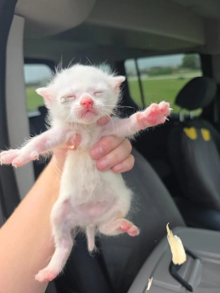A baby small-sized female Domestic Short Hair cat named Luna Lovegood for adoption in Rockport, TX