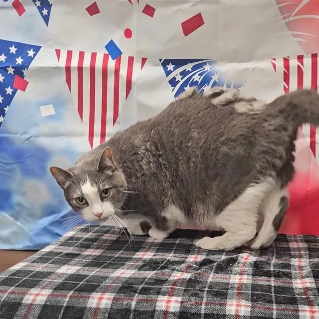 A young large-sized male Domestic Short Hair cat named Big Mac for adoption in Wylie, TX
