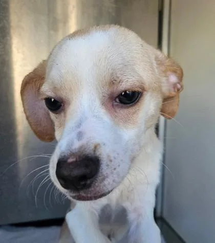 A baby small-sized male Beagle dog named Big Mac for adoption in South Bend, IN