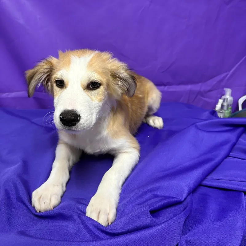 A baby medium-sized male Yellow / Tan / Blond / Fawn Collie dog named Oompa for adoption in North Myrtle Beach, SC