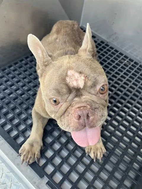 An adult small-sized female Mixed Breed dog named Canela for adoption in Dallas, TX