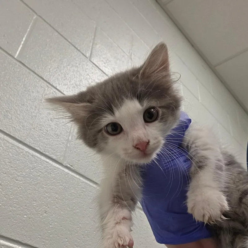A baby small-sized female Gray / Blue / Silver Domestic Short Hair cat named Tinker for adoption in Chattanooga, TN