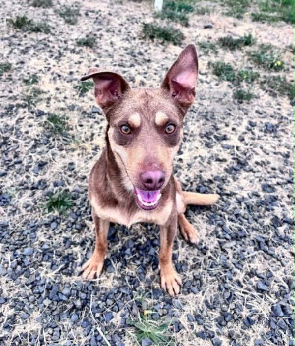 A young small-sized male Terrier dog named Garbanzo for adoption in McMinnville, OR