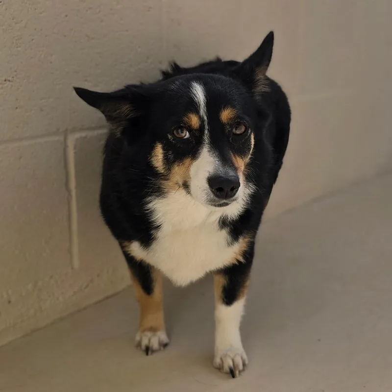 An adult small-sized female Black Corgi dog named Jessie for adoption in Wickenburg, AZ