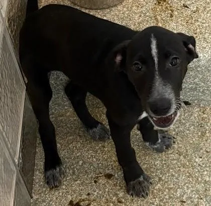 A baby medium-sized male Terrier dog named Chekov for adoption in Washington, DC