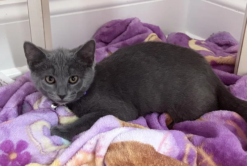 A baby medium-sized female Gray / Blue / Silver Domestic Short Hair cat named Lilac for adoption in Breinigsville, PA
