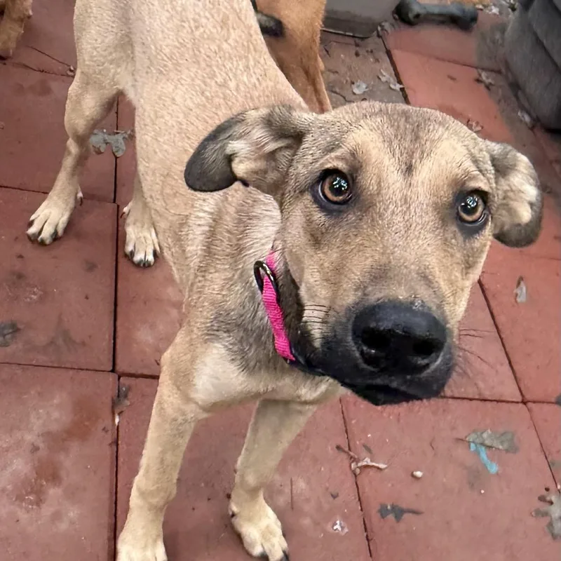 A young medium-sized female Brown / Chocolate Mixed Breed dog named Hazel for adoption in Aberdeen, NC