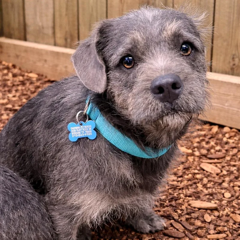 A young medium-sized male Gray / Blue / Silver Terrier dog named Rian for adoption in Boerne, TX