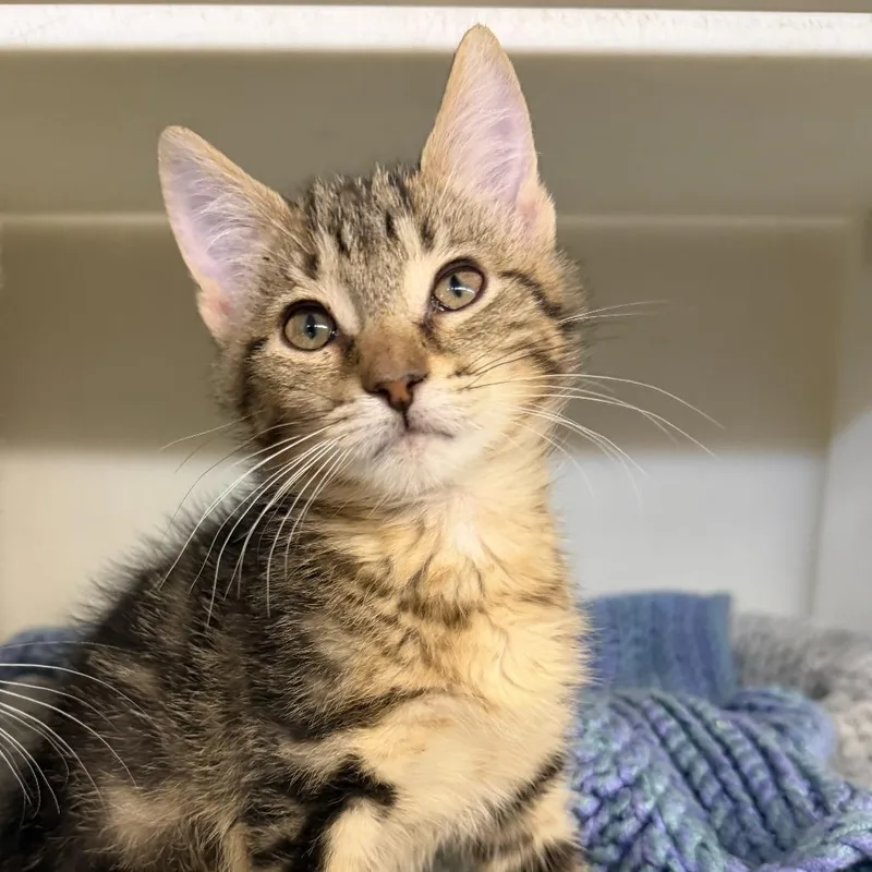 A baby small-sized male Brown / Chocolate Domestic Short Hair cat named Jake for adoption in Madison, WI