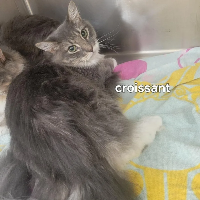 A young medium-sized female Gray / Blue / Silver Domestic Medium Hair cat named Croissant for adoption in New York, NY
