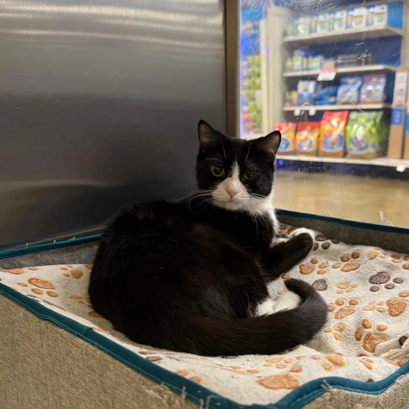 A young medium-sized female Black Domestic Short Hair cat named New York for adoption in Hemet, CA