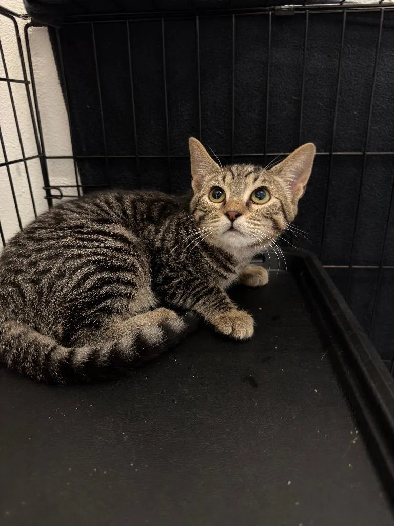 A baby small-sized female Tabby cat named Pepperoni for adoption in Newberg, OR