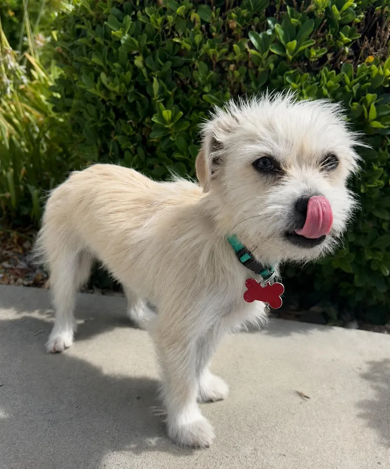 A baby small-sized male West Highland White Terrier / Westie dog named Mouse for adoption in Palo Alto, CA