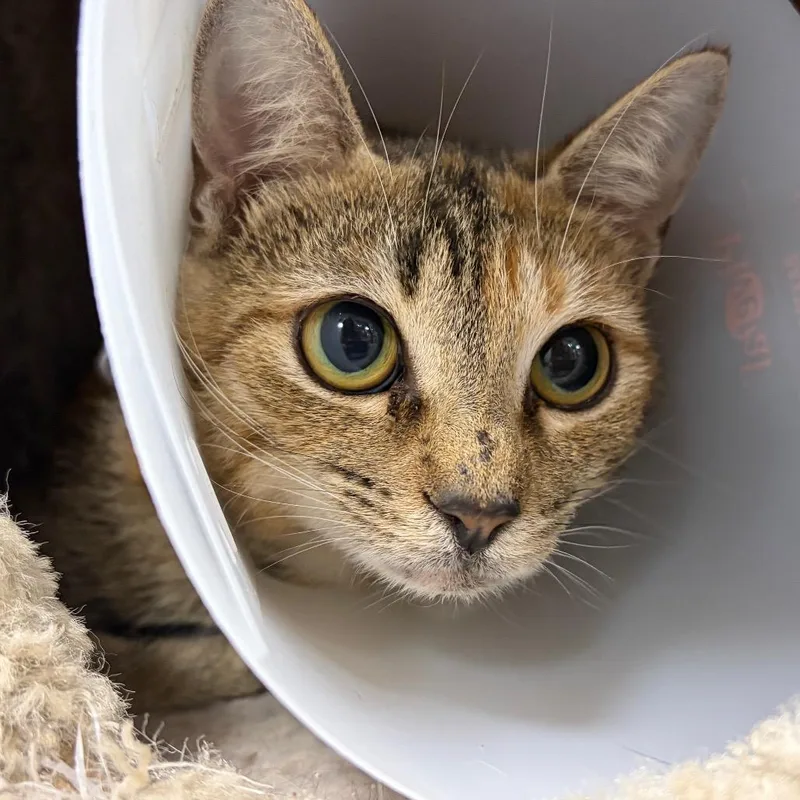 An adult medium-sized female Brown / Chocolate Domestic Short Hair cat named Cheryl for adoption in Gainesville, FL