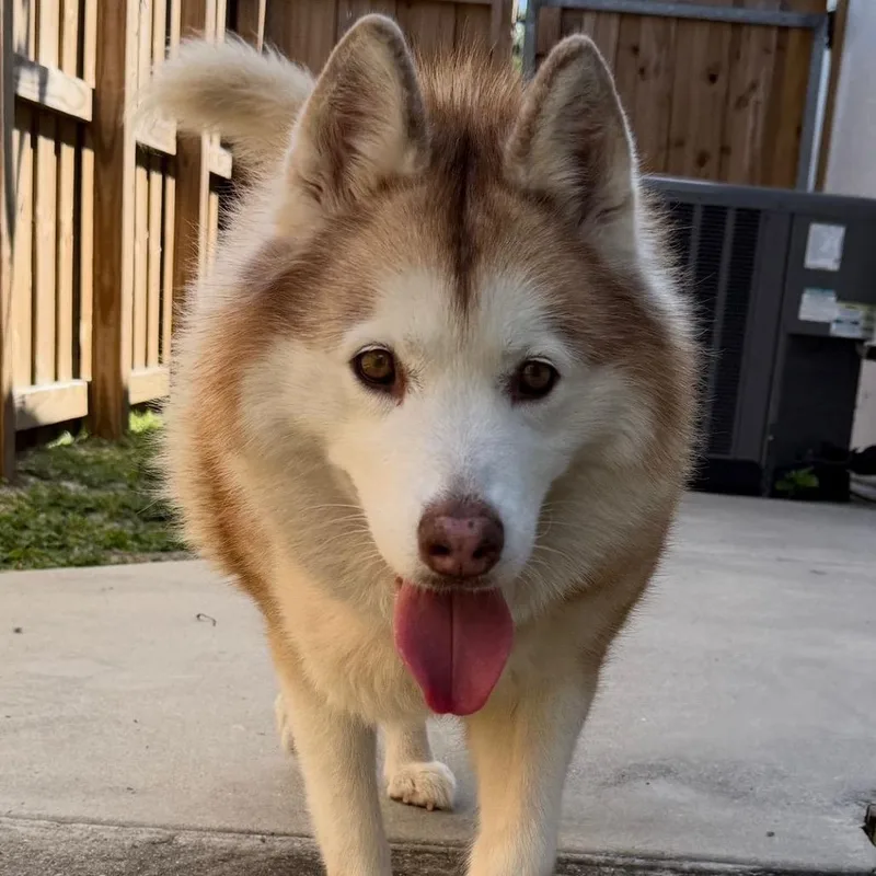 Akita thumbnail 2