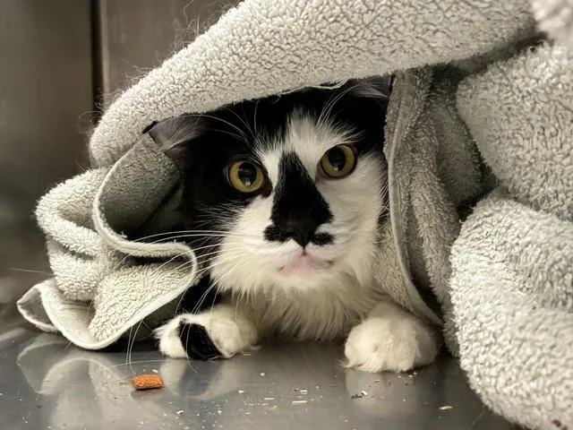 An adult large-sized male Domestic Long Hair cat named Oreo for adoption in Brighton, CO