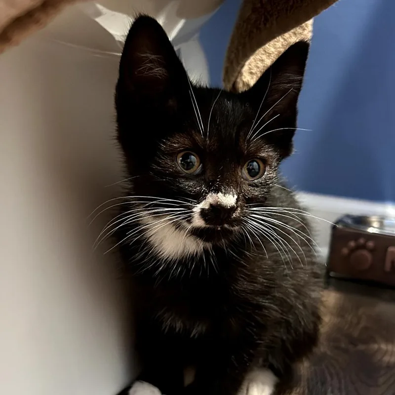 A baby small-sized male Black Domestic Short Hair cat named Diego for adoption in Simpsonville, SC