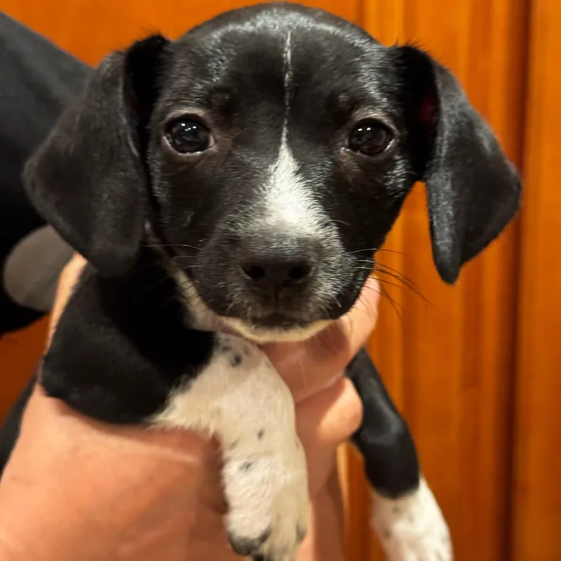 A baby small-sized male Black Dachshund dog named Casey for adoption in Seal Beach, CA