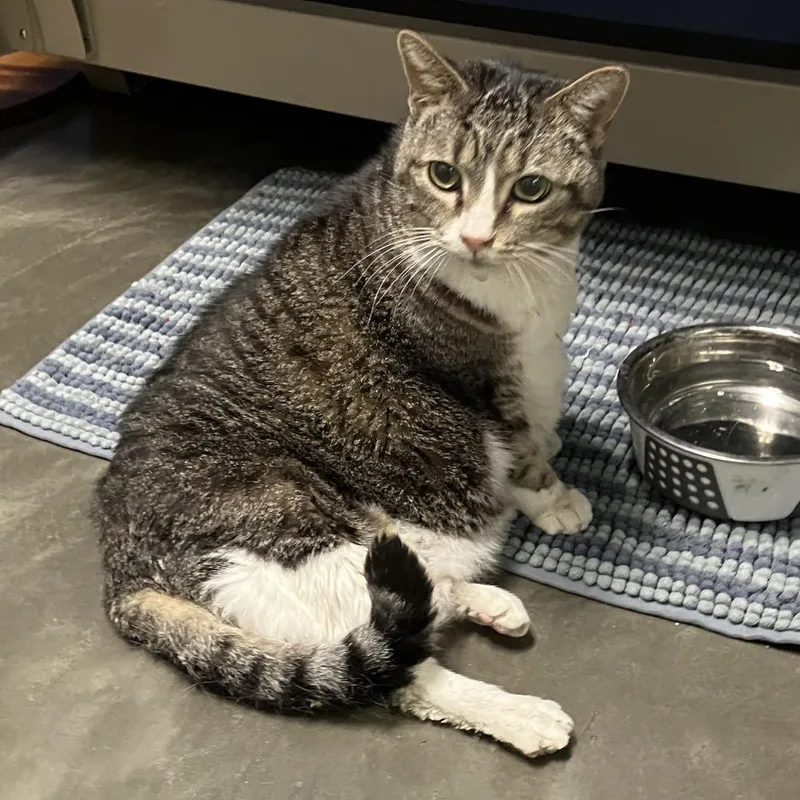 A senior large-sized female Brown / Chocolate Domestic Short Hair cat named Bella for adoption in DeKalb, IL