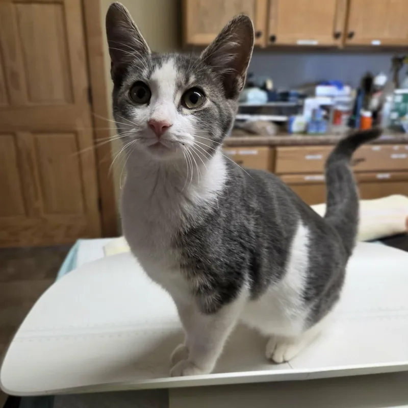 A young medium-sized female Gray & White Domestic Short Hair cat named Fawn for adoption in Lancaster, KY