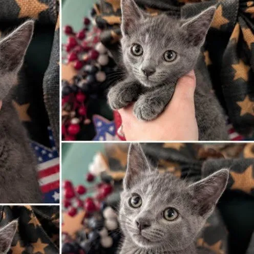 A baby small-sized female Russian Blue cat named Sassy and Sable for adoption in Mabank, TX