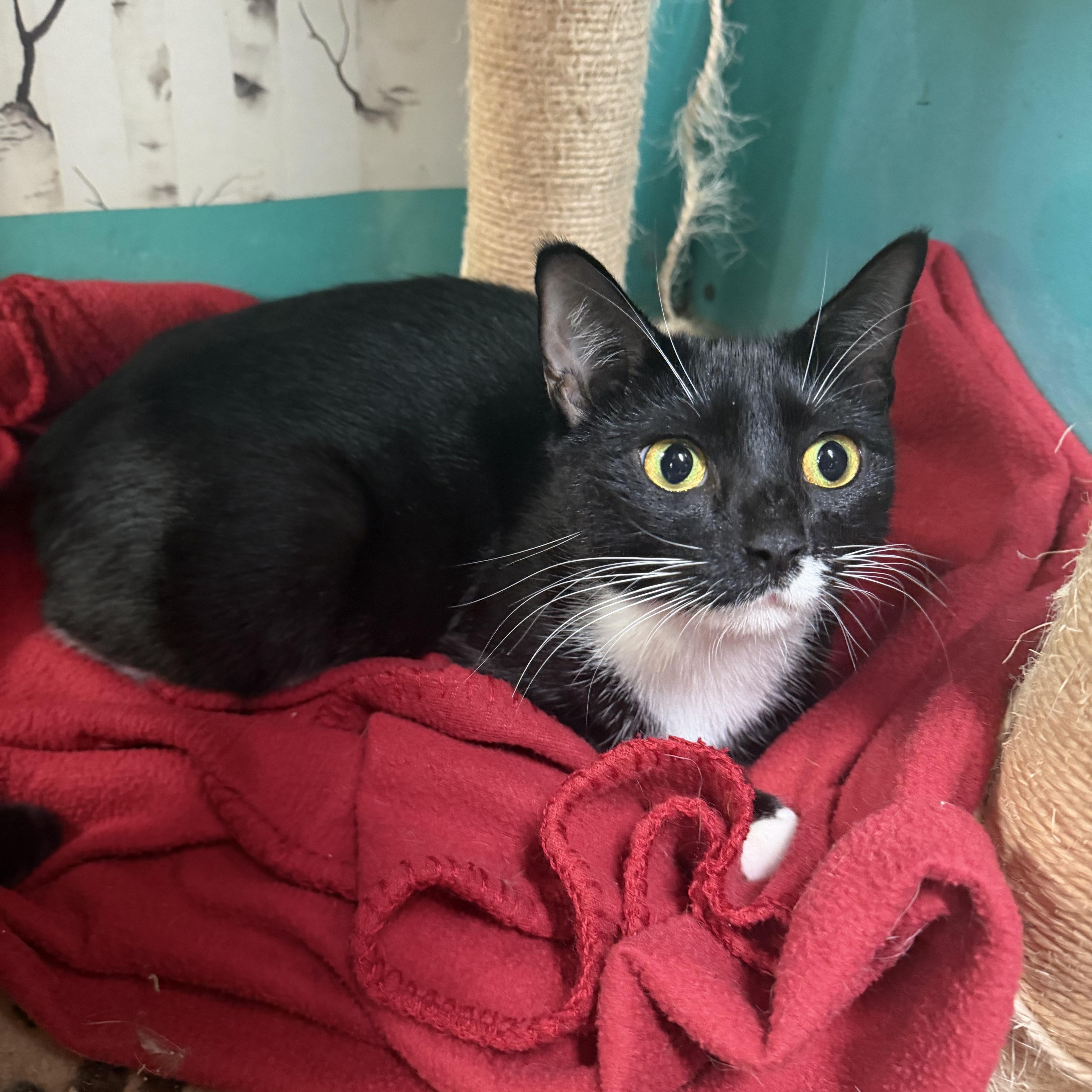 A young medium-sized female Black & White / Tuxedo Domestic Short Hair cat named Denver for adoption in Hudson, NY