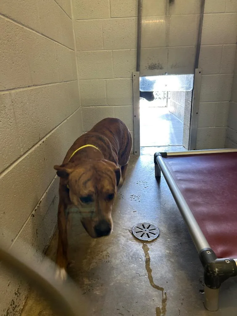 An adult large-sized male Pit Bull Terrier dog named Anders for adoption in Chickamauga , GA