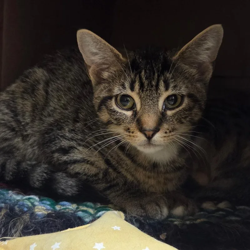 A baby small-sized female Brown / Chocolate Domestic Short Hair cat named Rebekah for adoption in Ballston Spa, NY