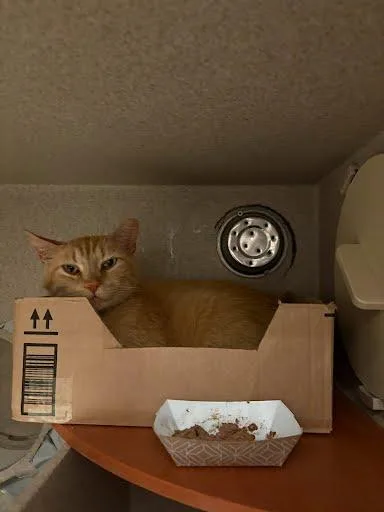 An adult medium-sized male Domestic Short Hair cat named Orange for adoption in Washington, DC
