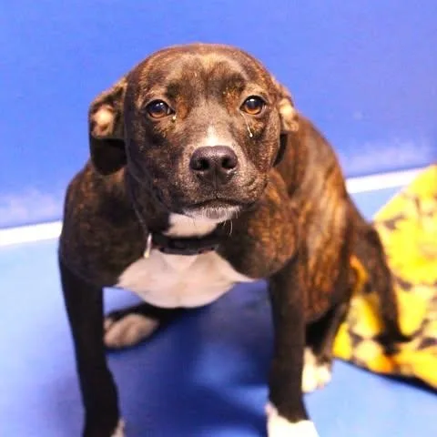 An adult medium-sized female Brindle Pit Bull Terrier dog named Layla for adoption in Fredericksburg, VA