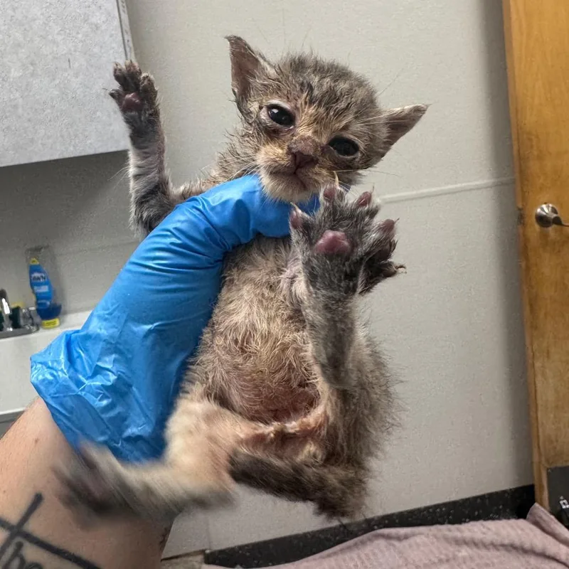 A baby small-sized female Gray / Blue / Silver Domestic Short Hair cat named Merlin for adoption in Columbiana, AL
