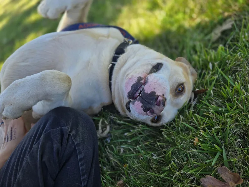 An adult large-sized male Pit Bull Terrier dog named Jack for adoption in Grants Pass, OR