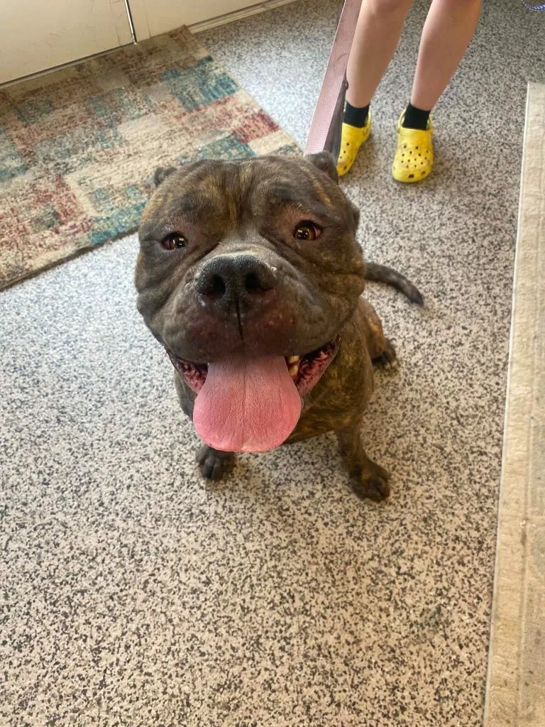 An adult medium-sized female Mastiff dog named Bailee for adoption in Kendallville, IN