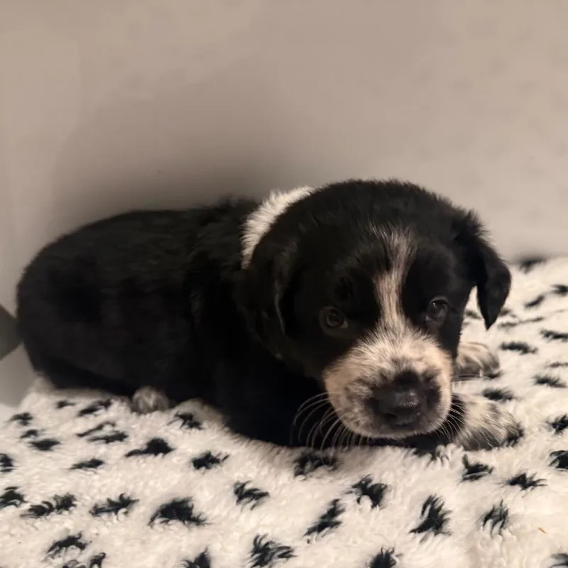 A baby small-sized male Black Mixed Breed dog named Corolla for adoption in Rockville, MD