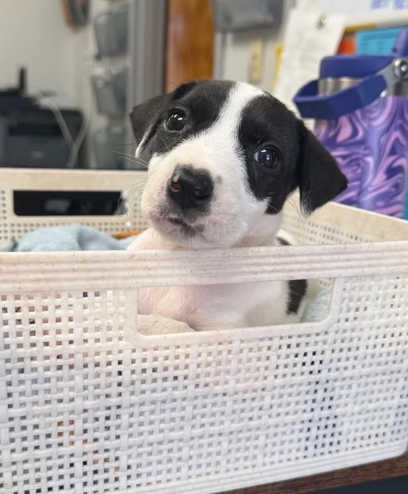 A baby medium-sized female Terrier dog named Alise for adoption in Sorrento, LA
