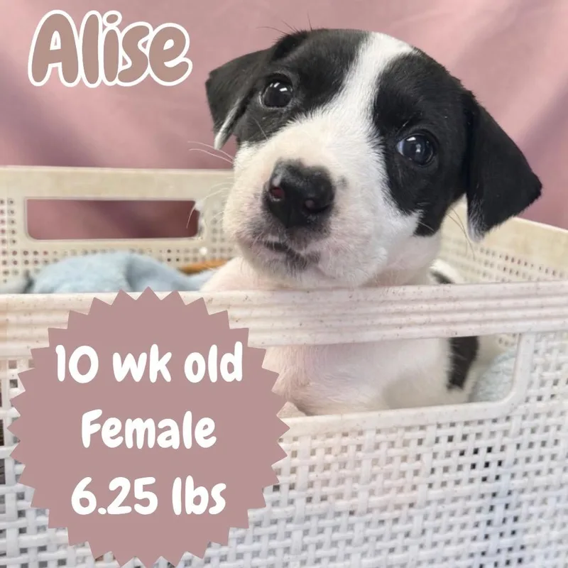 Alise thumbnail 2