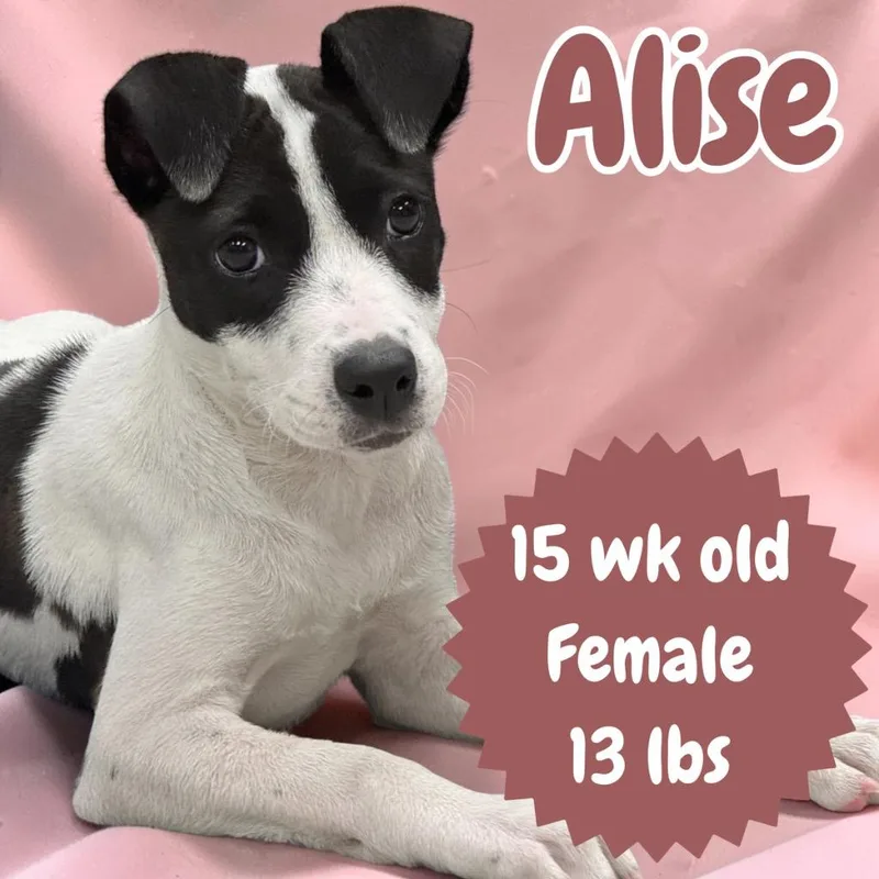 Alise thumbnail 3