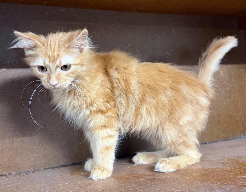 A young medium-sized male Tabby (Orange / Red) Tabby cat named Thor for adoption in Marion, IN