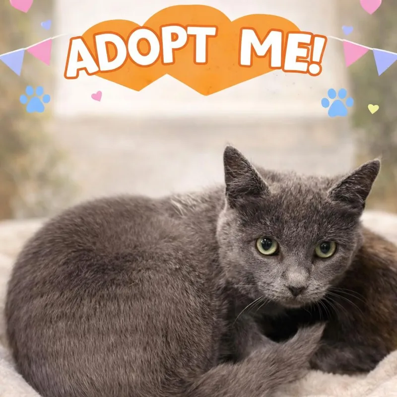 A young small-sized female Gray / Blue / Silver Domestic Short Hair cat named Nala for adoption in Pasadena , MD