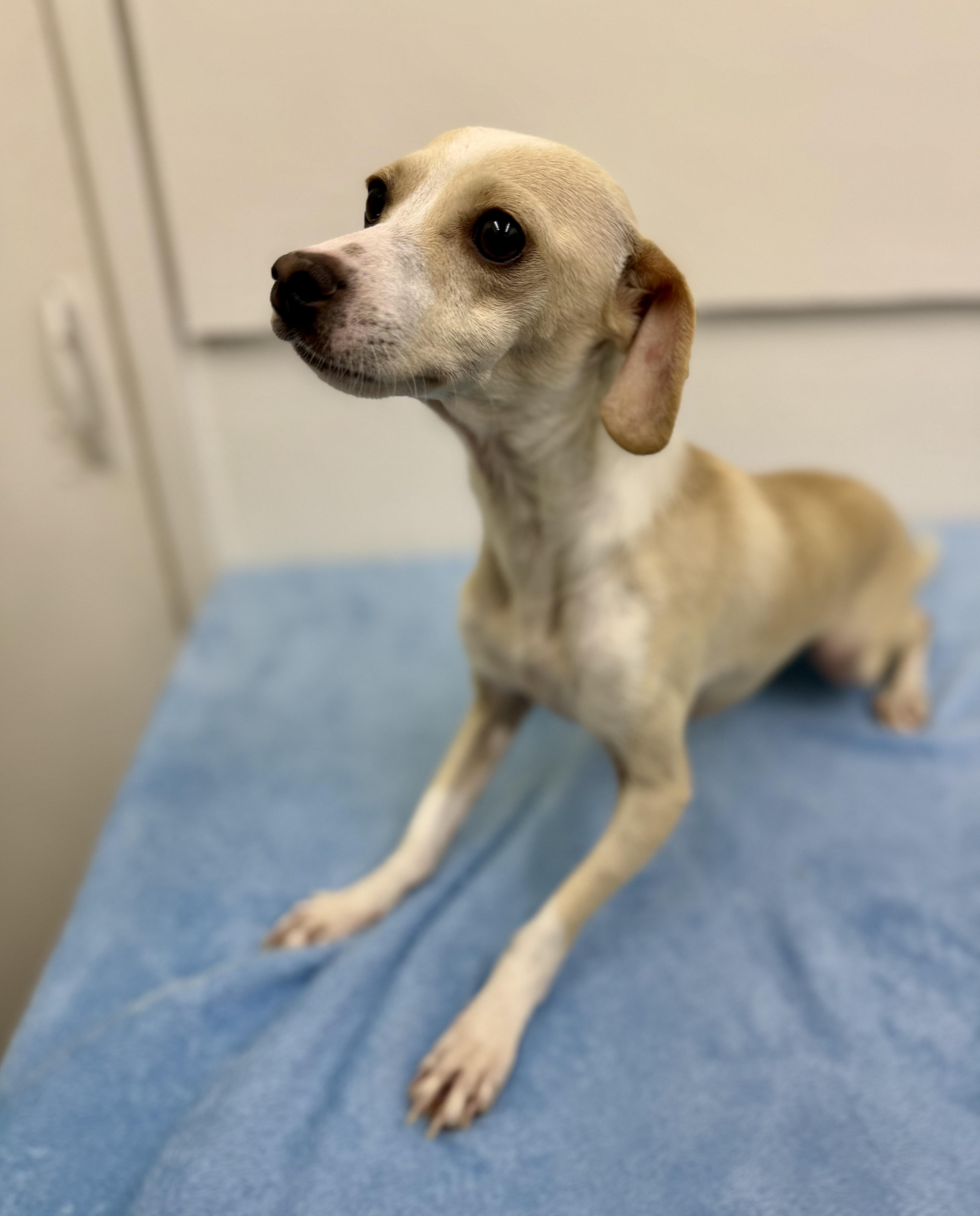 A young small-sized male Apricot / Beige Chihuahua dog named Kurt for adoption in Sonora, CA