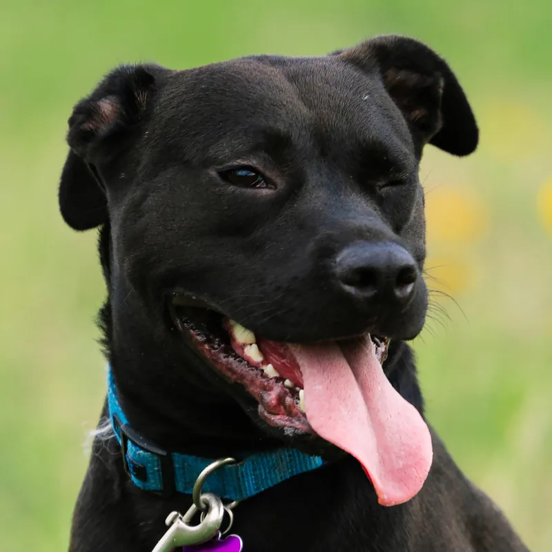 Pepper