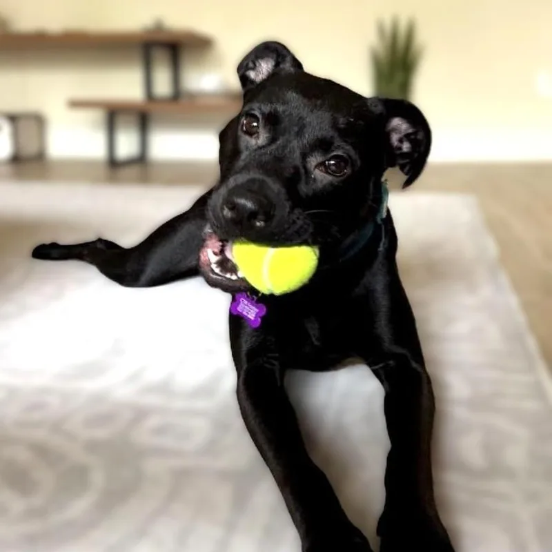 Pepper thumbnail 4