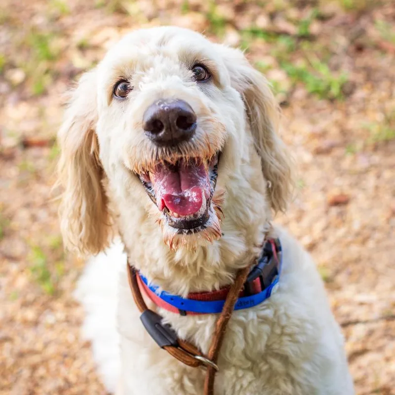A senior large-sized male Golden Poodle dog named Hap for adoption in Hattiesburg, MS