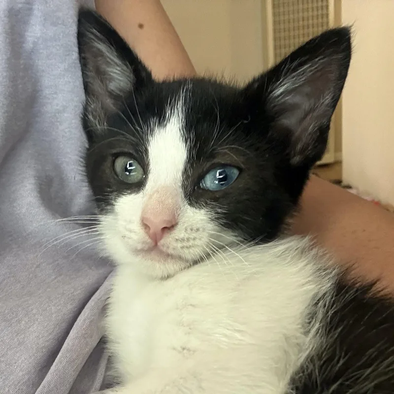 A baby medium-sized female Black & White / Tuxedo Domestic Short Hair cat named Shortbread for adoption in San Diego, CA