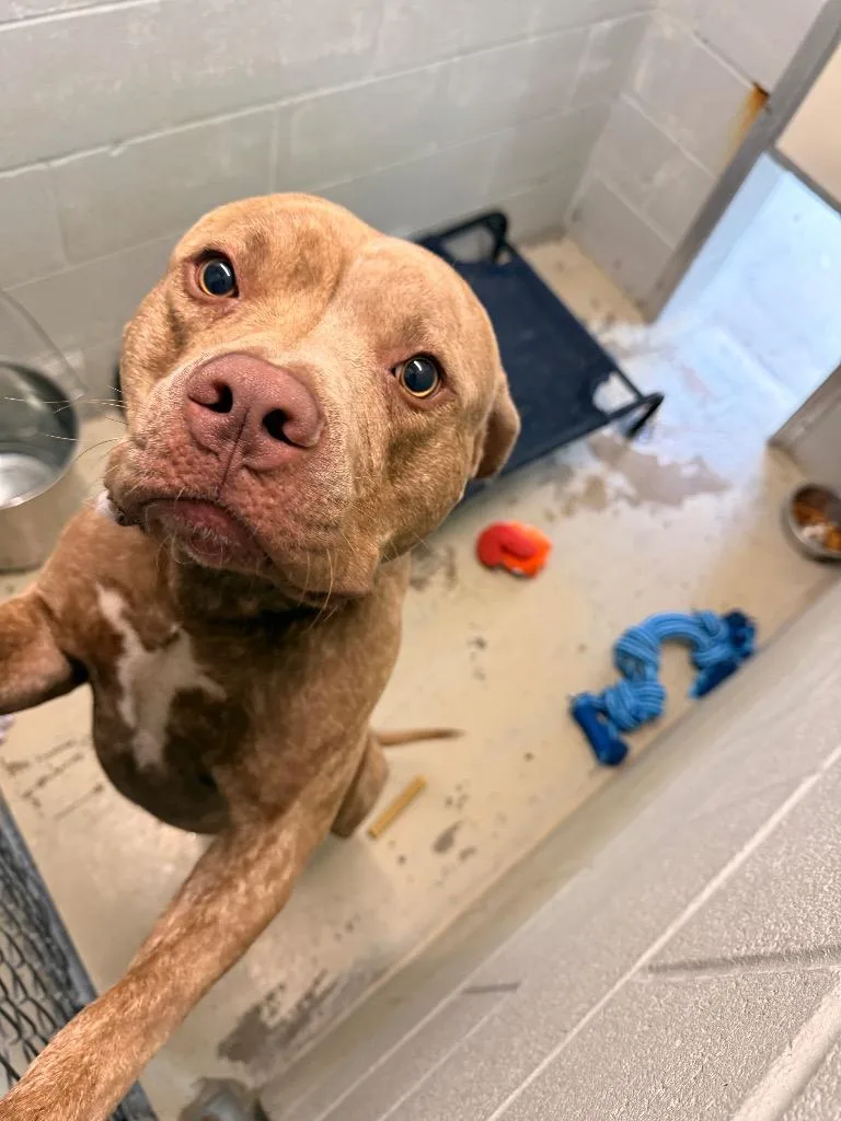 A young large-sized male Pit Bull Terrier dog named Roscoe for adoption in Camden, TN