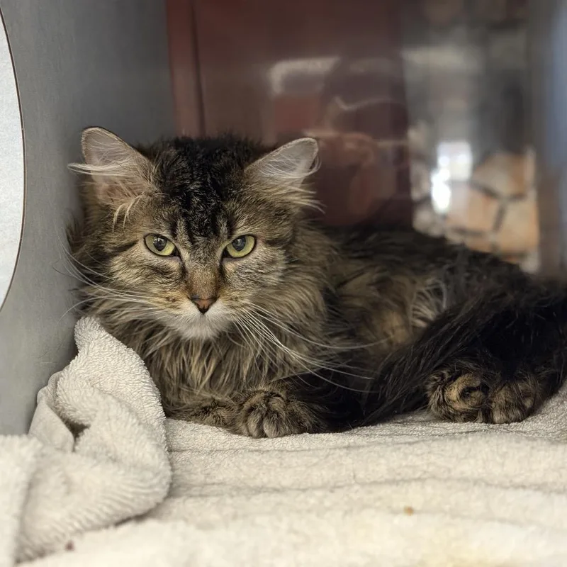 An adult medium-sized female Brown / Chocolate Domestic Long Hair cat named Hootie for adoption in Glenwood Springs, CO