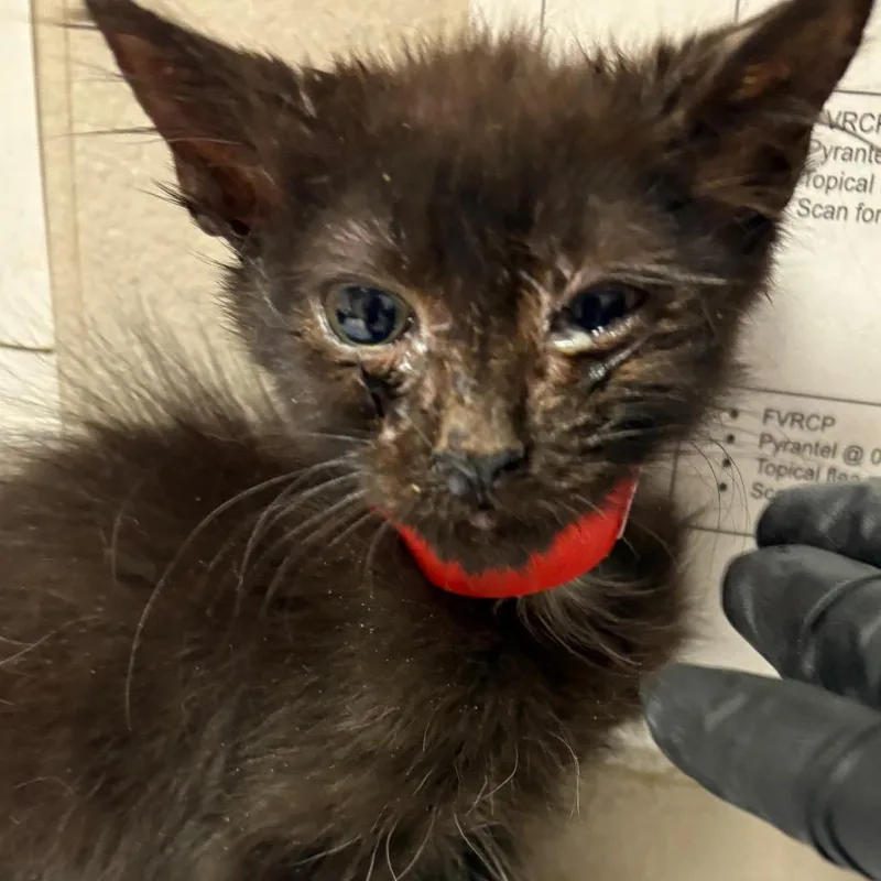A young small-sized female Black Domestic Short Hair cat named Shadow for adoption in Yuma, AZ