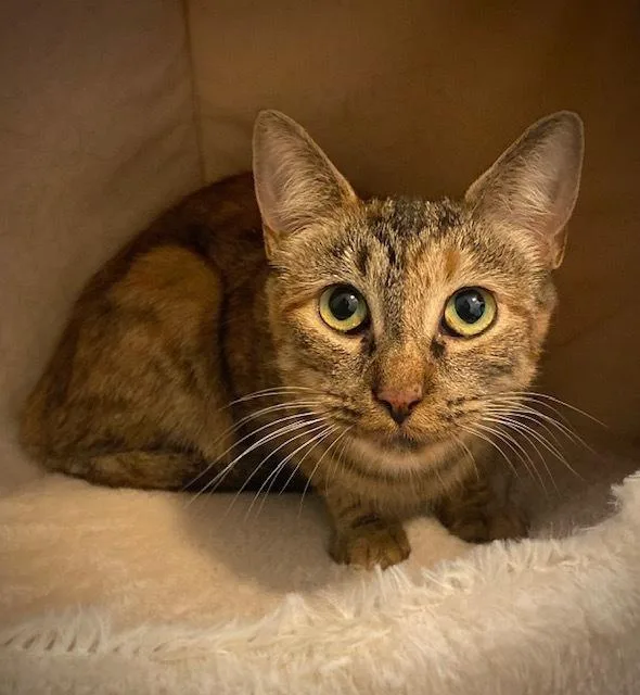 An adult medium-sized female Tabby (Brown / Chocolate) Domestic Short Hair cat named Percy for adoption in Duxbury, MA