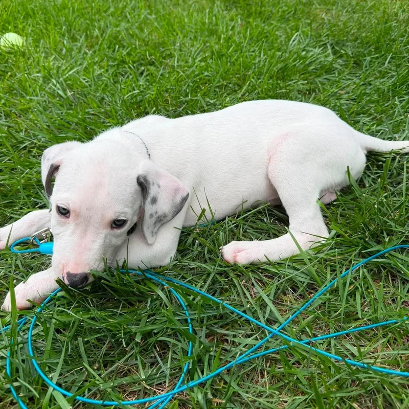 A baby large-sized male Gray / Blue / Silver Mixed Breed dog named Risotto for adoption in Yaphank, NY